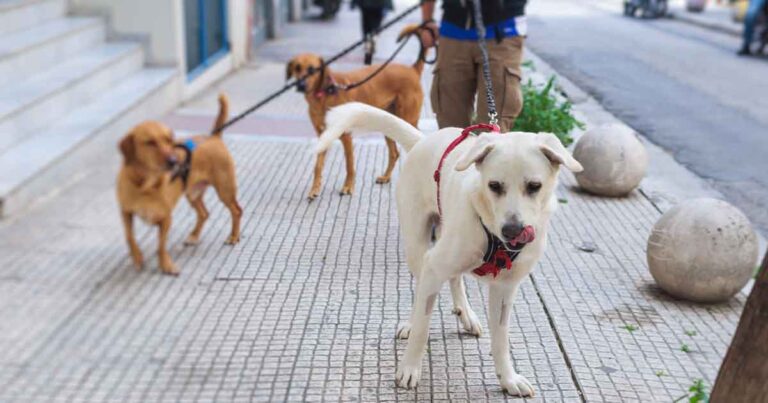 Top part-time jobs for students in Canada (2024)