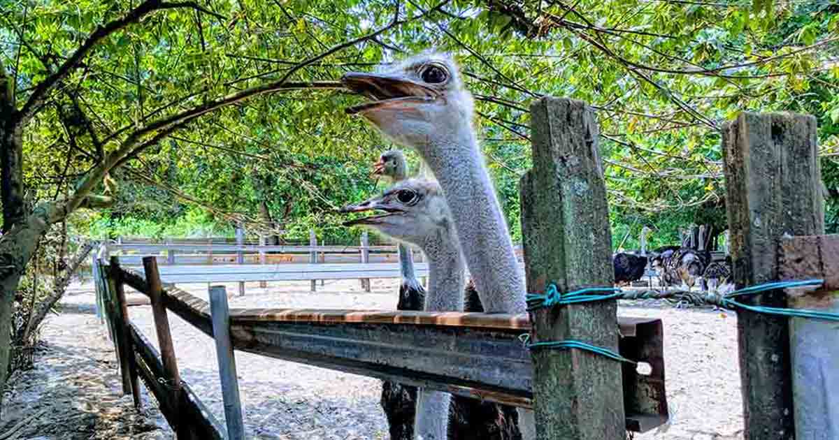 desaru ostrich farm