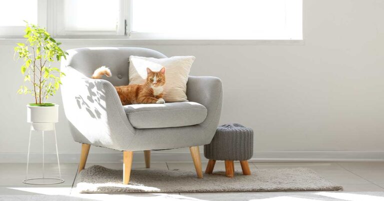 Moving to Australia? Here’s how to import your pets